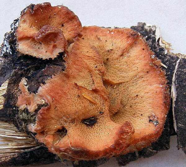 Phlebia tremellosa